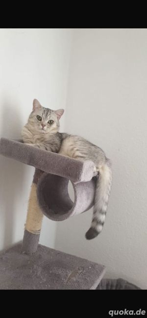 Deckkater BKH