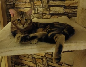 Bengal Mix BKH Deckkater mit Erfahrung (kein Verkauf) Bild 2