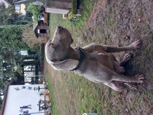 Weimaraner  Jagdhund