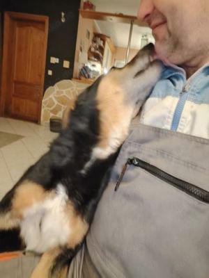 Knutschkugel Bobo (geb. ca. 2020) lebt noch in Ungarn und sucht seine Familie Bild 4