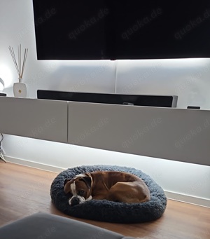 Verschmuster Hund abzugeben 