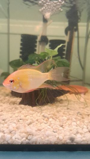 Schmetterlingsbuntbarsche Golg LongFin Pärchen