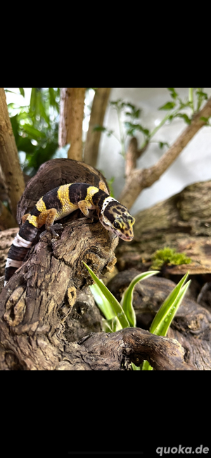 verkaufe Leopardengeckos versch. Morphen