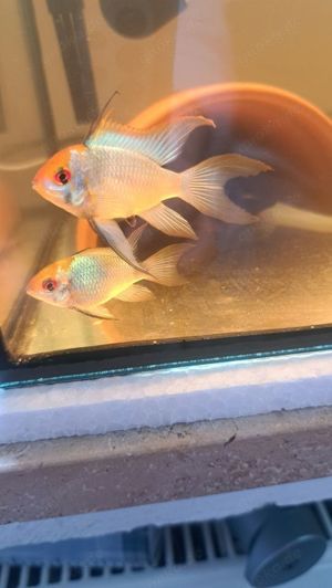 Schmetterlingsbuntbarsche Electric Blue LongFin Pärchen