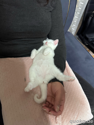 baby kätzchen
