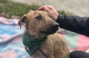 Bukta, z.Zt. in Ungarn, zurückhaltendes Kerlchen sucht Neuanfang Bild 10