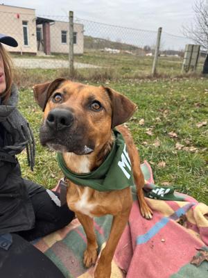 Drogba, z.Zt. in Ungarn, freundlicher und unkomplizierter Charmeur