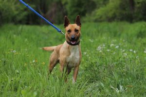 *AXEL* Der Rüde ist lieb, sehr klug und intelligent und möchte ganz viel lernen