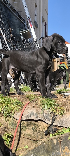 Deutsche Dogge   Molosser Welpen