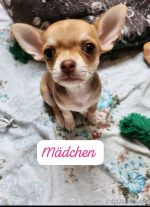 Reinrassiger Chihuahua-Welpe 