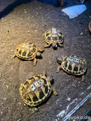 Griechische Landschildkröten - image 2