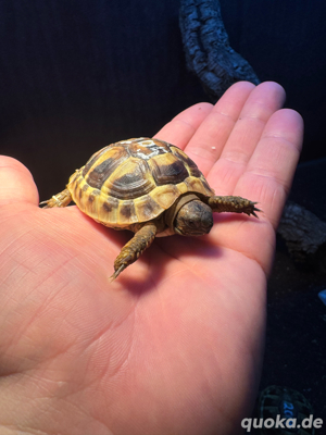 Griechische Landschildkröten
