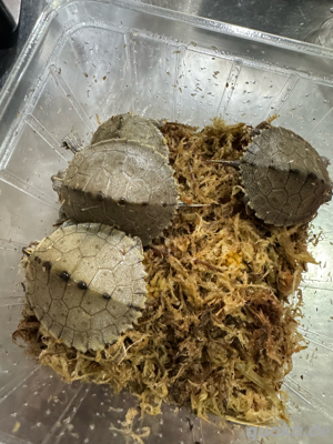 Höckerschildkröte (Graptemys kohnii) Bild 2