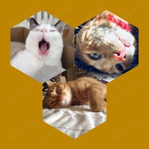 Biete Tierbetreuung in Konstanz und im Thurgau Schweiz an Bild 2