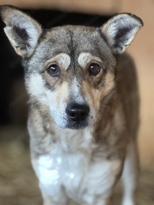 Hailey, mit dem Blick, der ins Herz geht