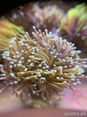 Euphyllia Hellfire Koralle Meerwasser Aquarium