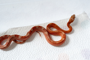 1.0 Low Pied Hypo Bloodred Motley Kornnatter