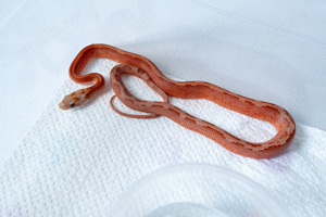 1.0 Hypo Diffused Motley Pied Kornnatter