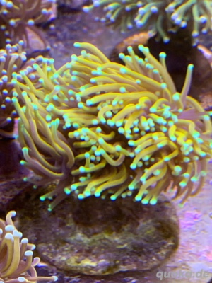 Euphyllia glabarescens  golen Torch 24K   Drago Soul 