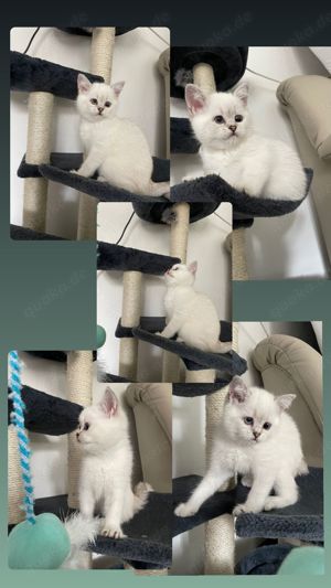 Britisch baby katzen