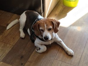 lebensbejahende Weggefährtin Beagle Dame Lora sucht neues Glück
