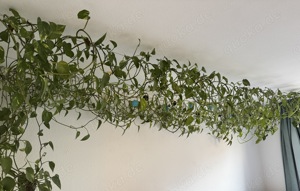 Zimmerpflanze XXL Scindapsus Aureum - Efeutute