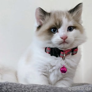 Gesunde & glückliche Ragdolls Kätzchen Kontakt über WhatsApp= 4  9  15213434302 