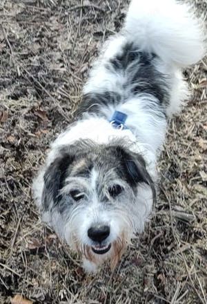 Tobi - backen wir uns einen Hund Bild 5
