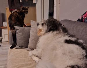 Tobi - backen wir uns einen Hund Bild 4