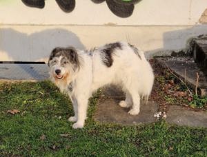 Tobi - backen wir uns einen Hund