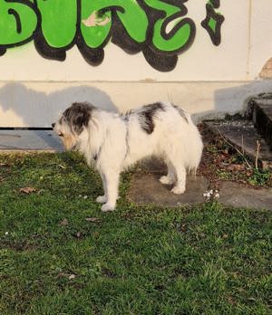 Tobi - backen wir uns einen Hund Bild 6