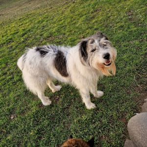 Tobi - backen wir uns einen Hund Bild 8