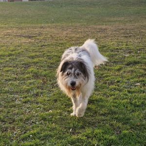 Tobi - backen wir uns einen Hund Bild 7