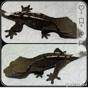 Correlophus ciliatus Axanthic 0.1