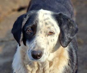 Liebevolle MIRI (3 Jahre) sucht eigene Familie 
