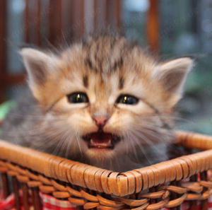 Sibirische Katzenbabys