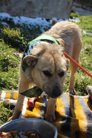 Doris, z, Zt. in Ungarn, ein süßer, junger Wirbelwind mit großen, braunen Kulleraugen
