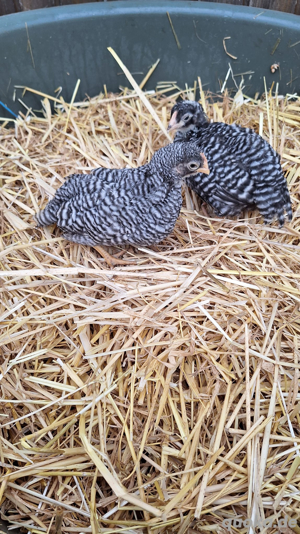 Amrocks kücken (Gestreift )