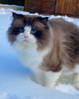 Deckkater Ragdoll mit Stammbaum seal bicolor Bild 8