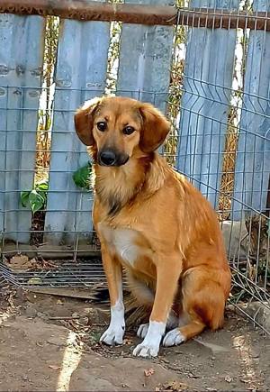 Berry, hübsch, erwachsen, zurückhalTend möchte adoptiert werden