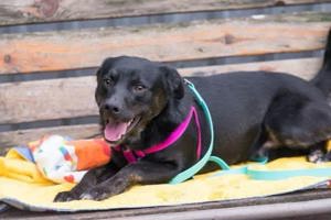 Ben und Bobby, 2 Brüder, suchen gemeinsam oder einzeln ein Zuhause.  Bild 6