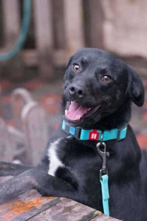 Ben und Bobby, 2 Brüder, suchen gemeinsam oder einzeln ein Zuhause.  Bild 5