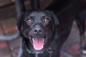 Ben und Bobby, 2 Brüder, suchen gemeinsam oder einzeln ein Zuhause.  Bild 3