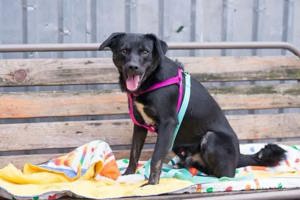 Ben und Bobby, 2 Brüder, suchen gemeinsam oder einzeln ein Zuhause.  Bild 7