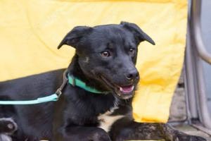 Ben und Bobby, 2 Brüder, suchen gemeinsam oder einzeln ein Zuhause. 