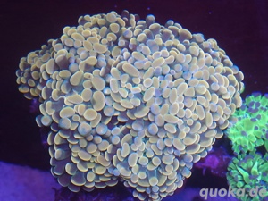 Euphyllia golden nugget .Meerwasser, Salzwasser,Koralle, Lps,Sps