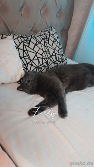 BKH kater 