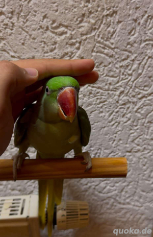 Große Alexandersittich Handzahm Und Spricht