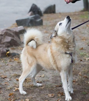 Laika Mix Moiva sucht ein Zuhause 