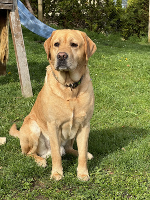 Labrador Deckrüde (kein Verkauf)